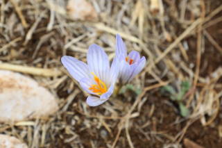 Wild Flower from Lebanon 